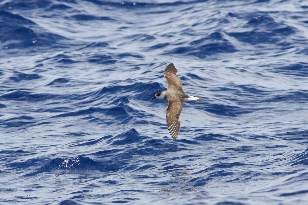 Black-capped Petrel (Dark-faced) - ML132617761