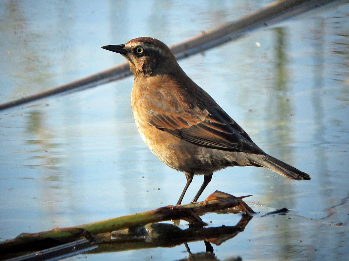 Rusty Blackbird - ML132619681