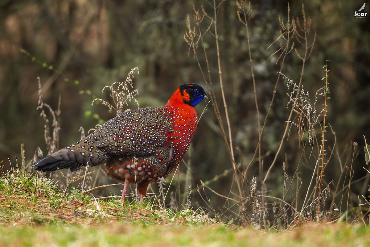 Satyr Tragopan - Soar Excursions