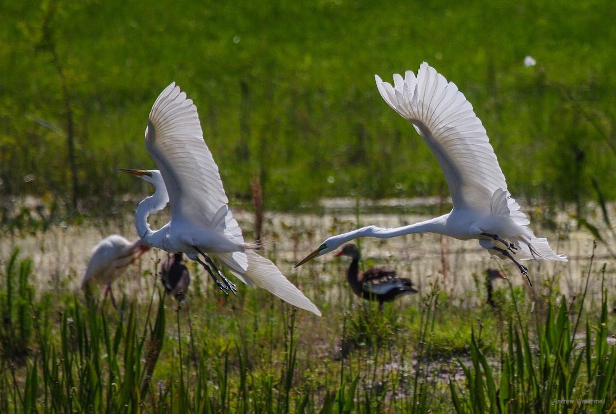 Great Egret - ML132623041