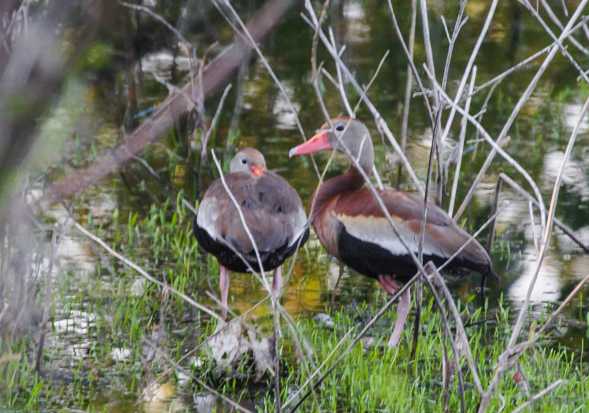 Black-bellied Whistling-Duck - ML132623601