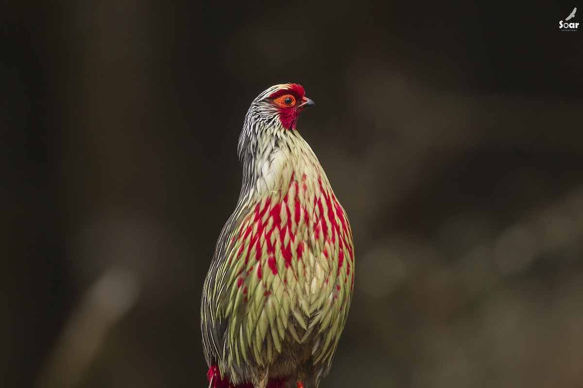 Blood Pheasant - ML132624261