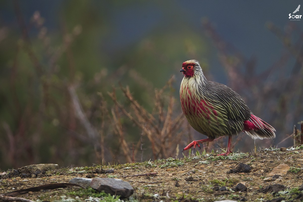 Blood Pheasant - ML132624271