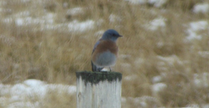 Western Bluebird - ML132629261