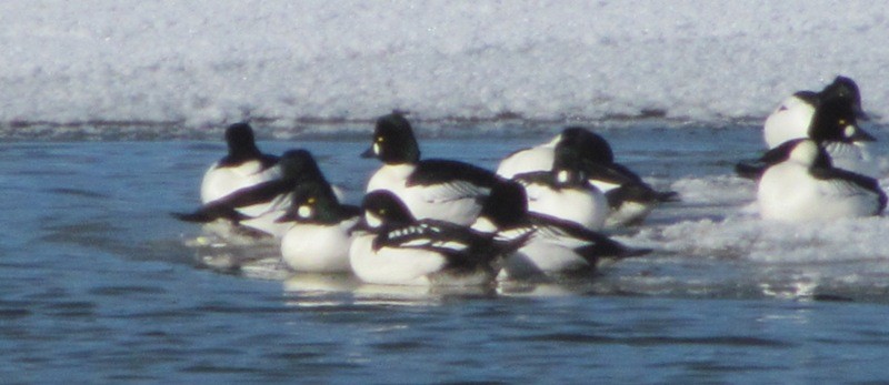 Barrow's Goldeneye - ML132630101