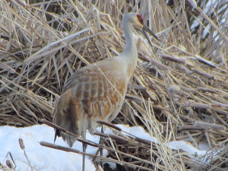 Sandhill Crane - ML132630771