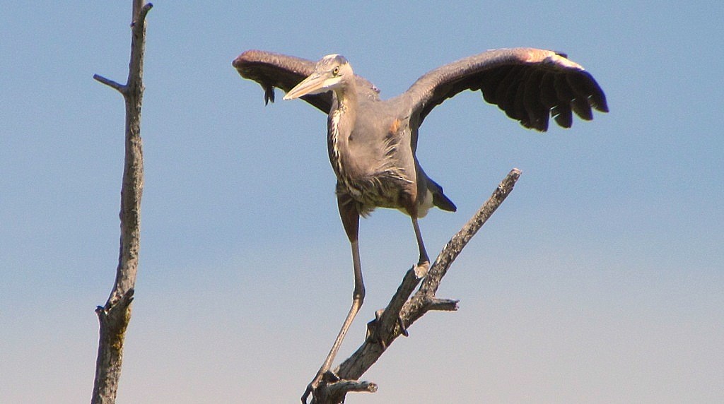 Great Blue Heron - Denise Hughes