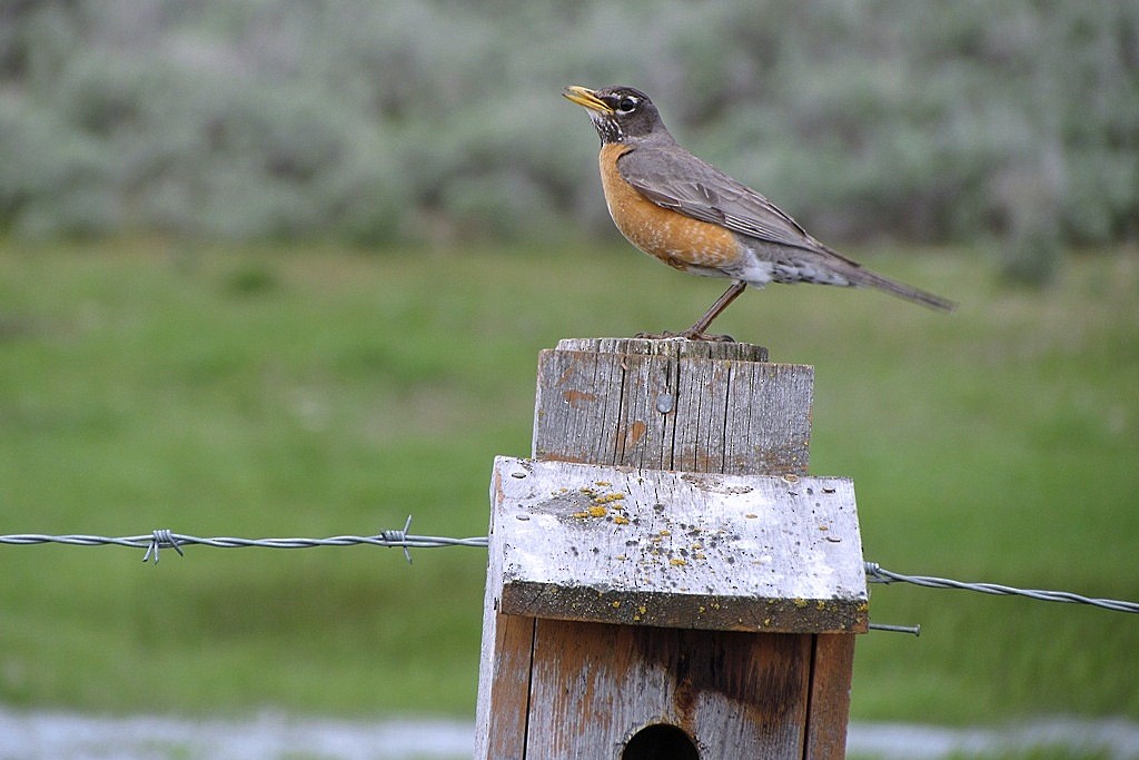 American Robin - ML132632151