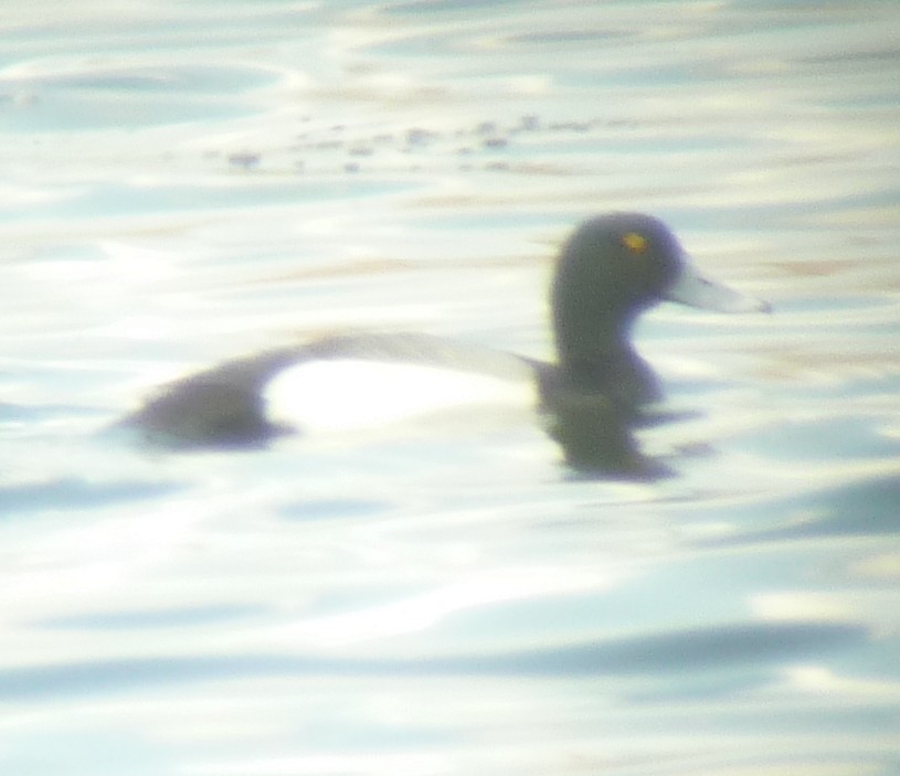 Greater Scaup - Debby Parker