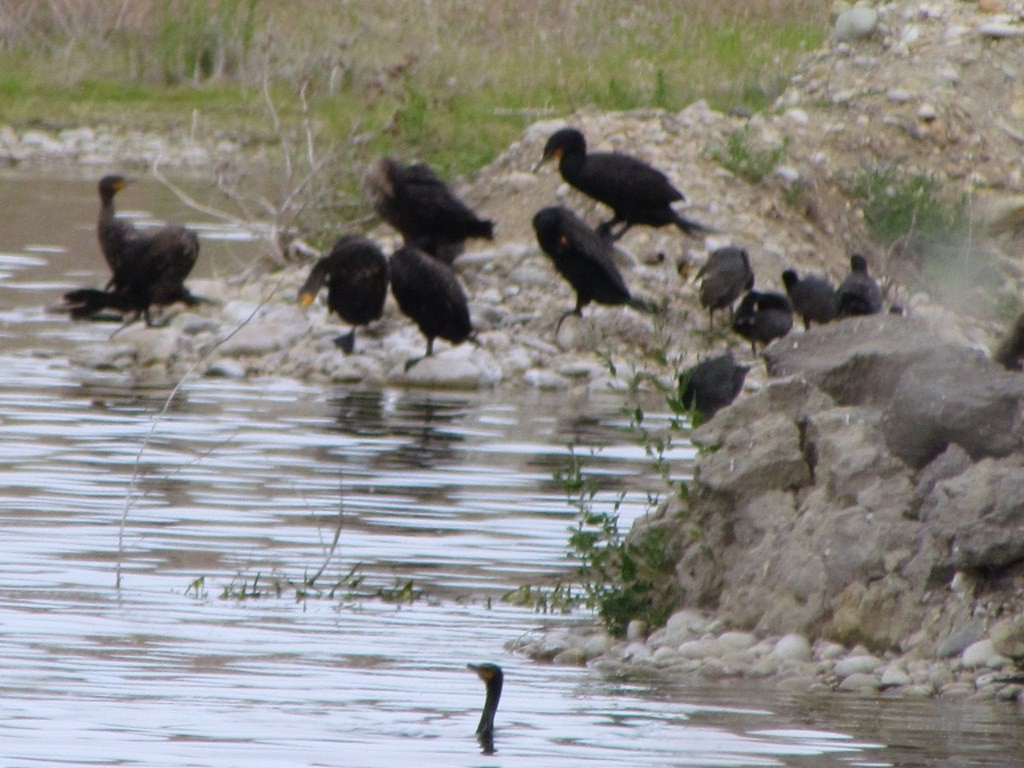 Cormoran à aigrettes - ML132632951