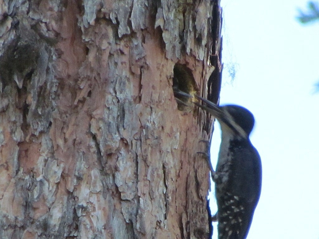 Black-backed Woodpecker - ML132633451