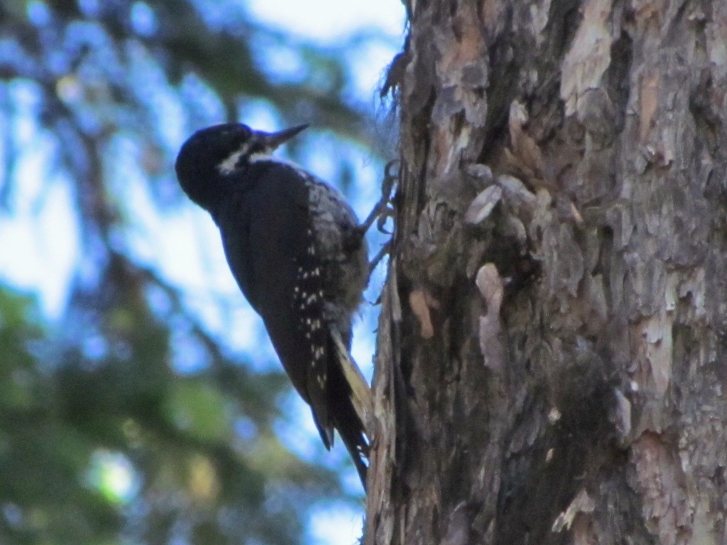 Black-backed Woodpecker - ML132633461
