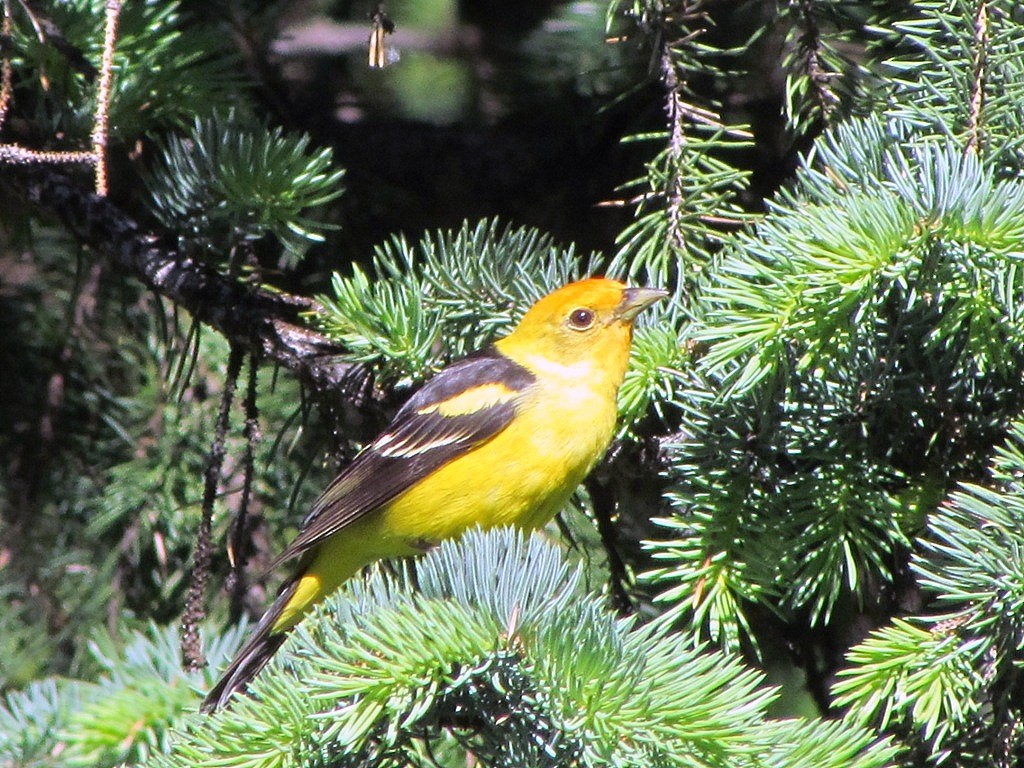 Western Tanager - ML132633471