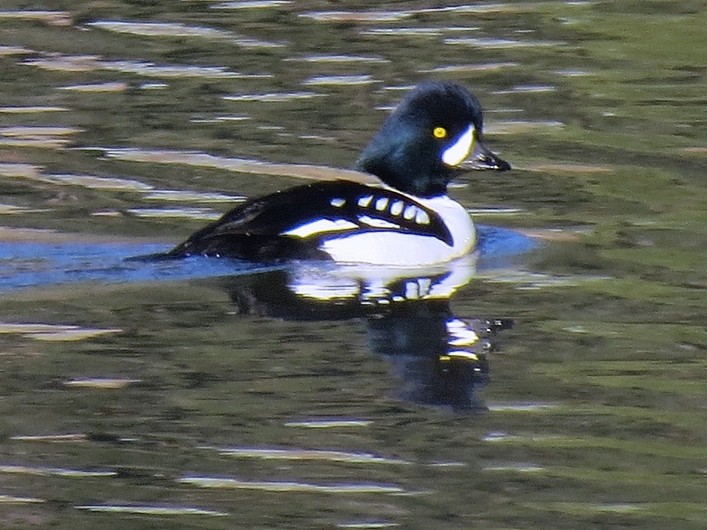 Barrow's Goldeneye - ML132634711