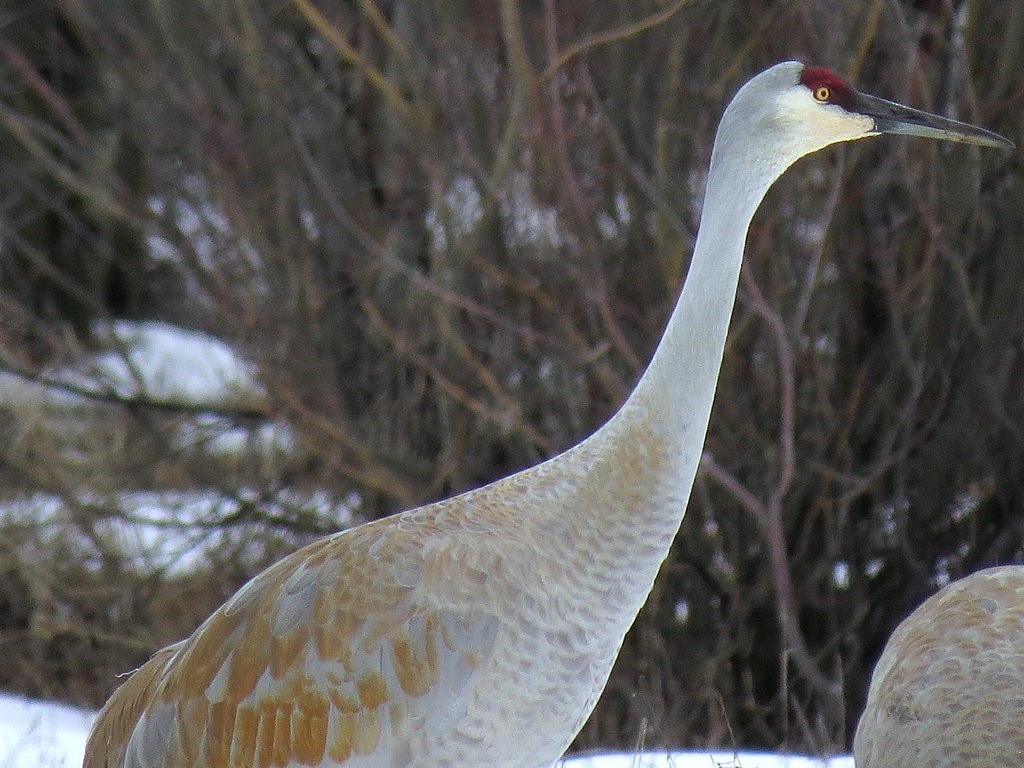 Sandhill Crane - ML132635341