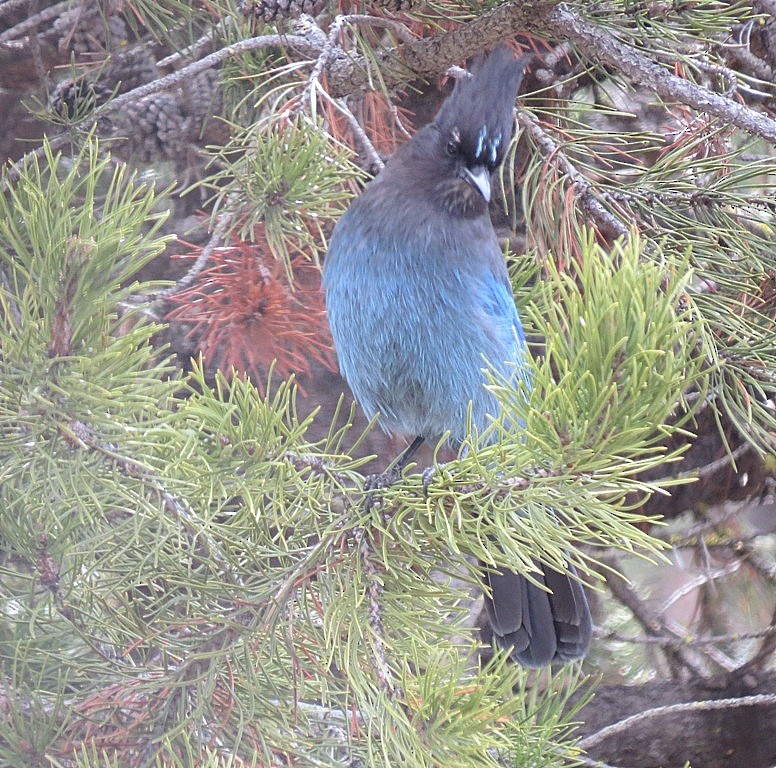 Steller's Jay - ML132635411