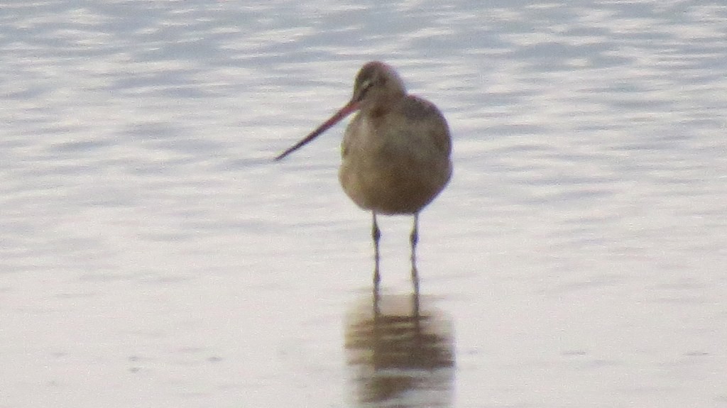 Marbled Godwit - ML132635871