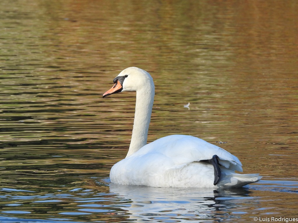 Mute Swan - Luis Rodrigues
