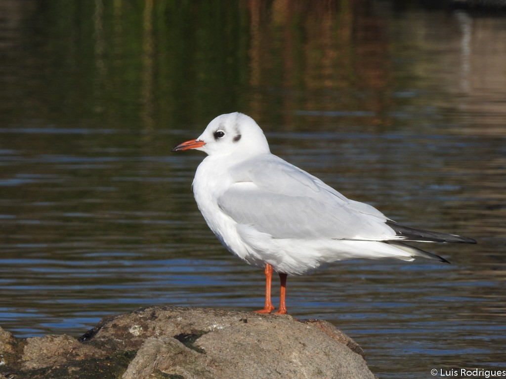Black-headed Gull - Luis Rodrigues