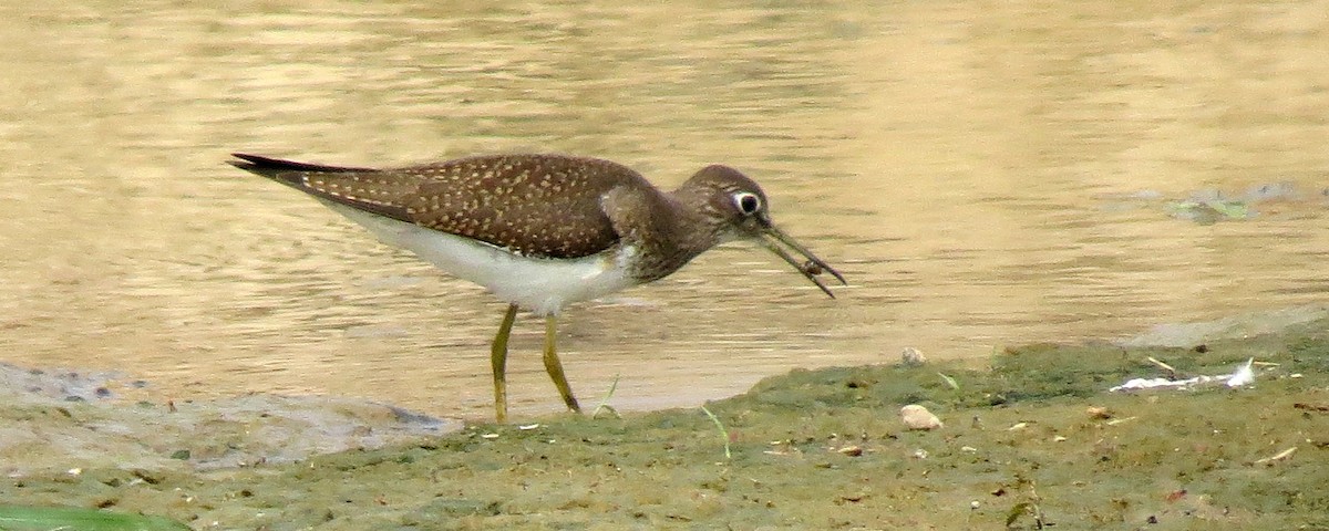 Solitary Sandpiper - ML132638681