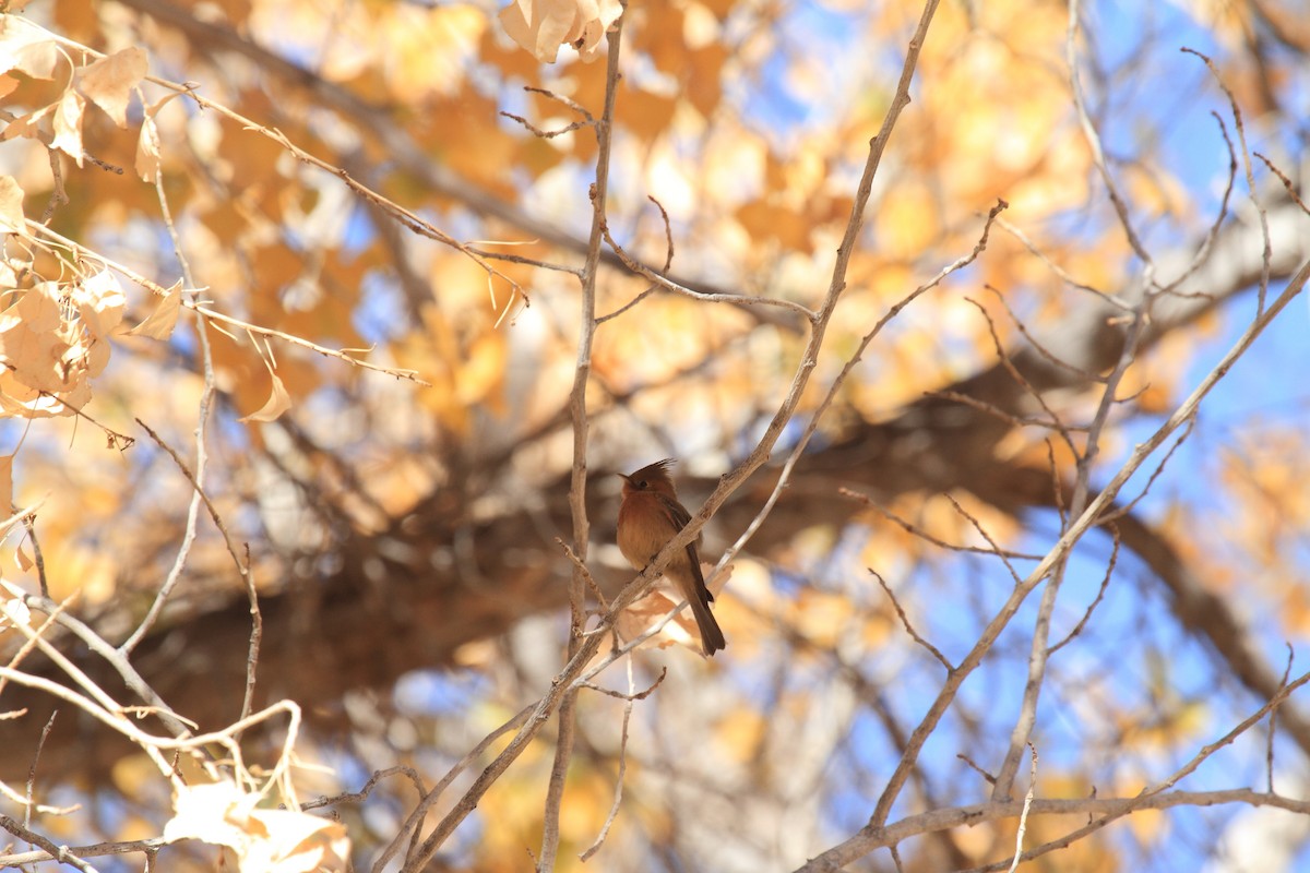 Tufted Flycatcher - Rich Kostecke