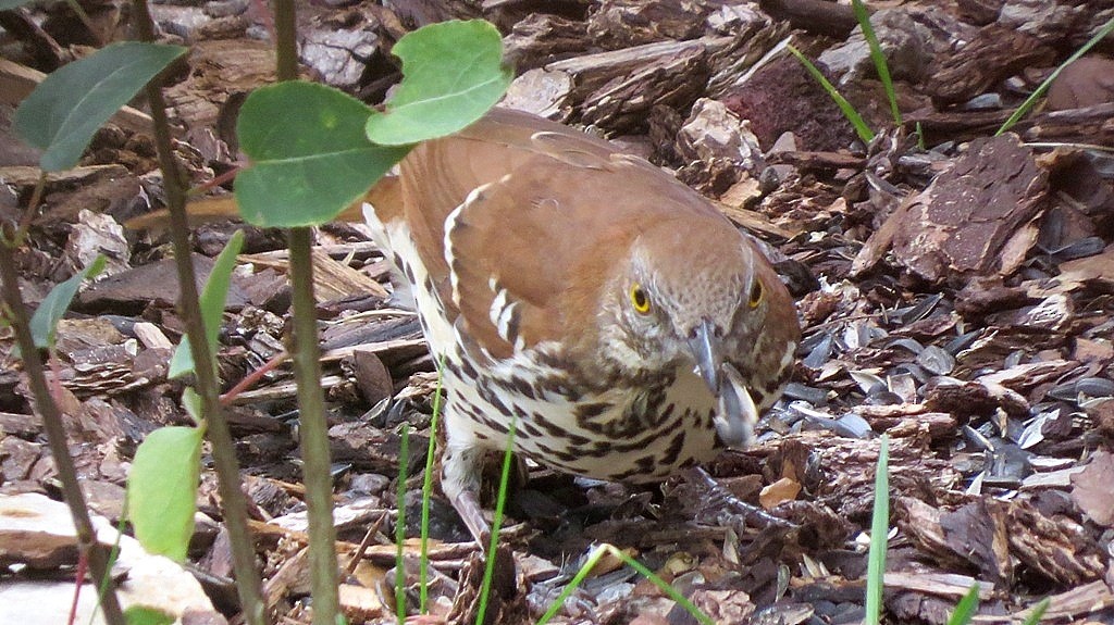 Brown Thrasher - Denise Hughes