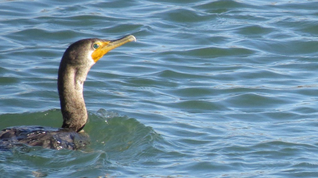 Double-crested Cormorant - ML132639081