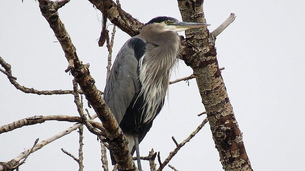 Great Blue Heron - Denise Hughes