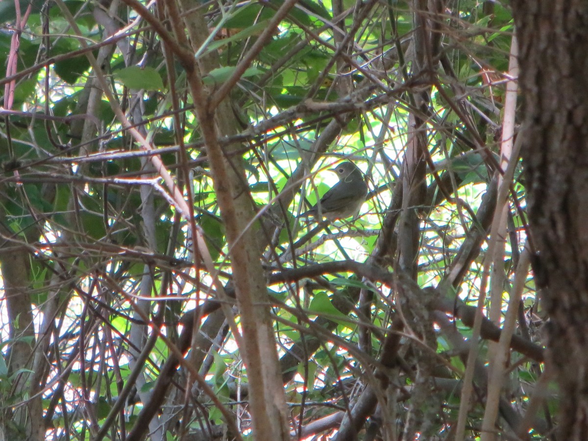 Swainson's Thrush - ML132641011