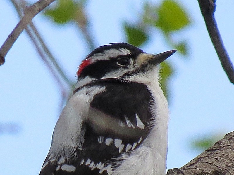 Downy Woodpecker - ML132641811