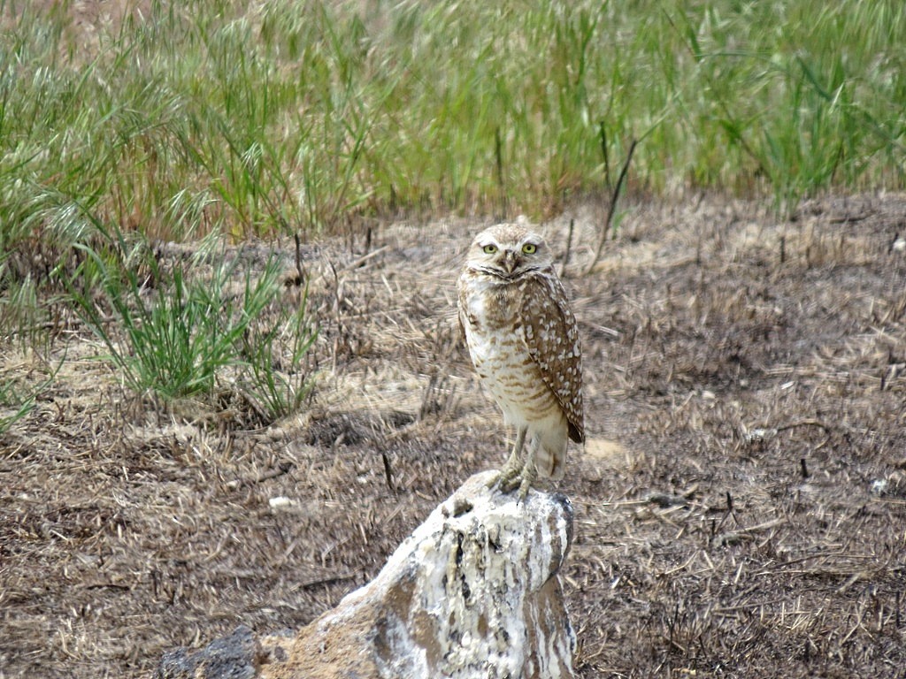 Burrowing Owl - ML132642091