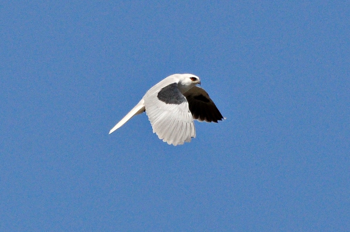 White-tailed Kite - ML132643951
