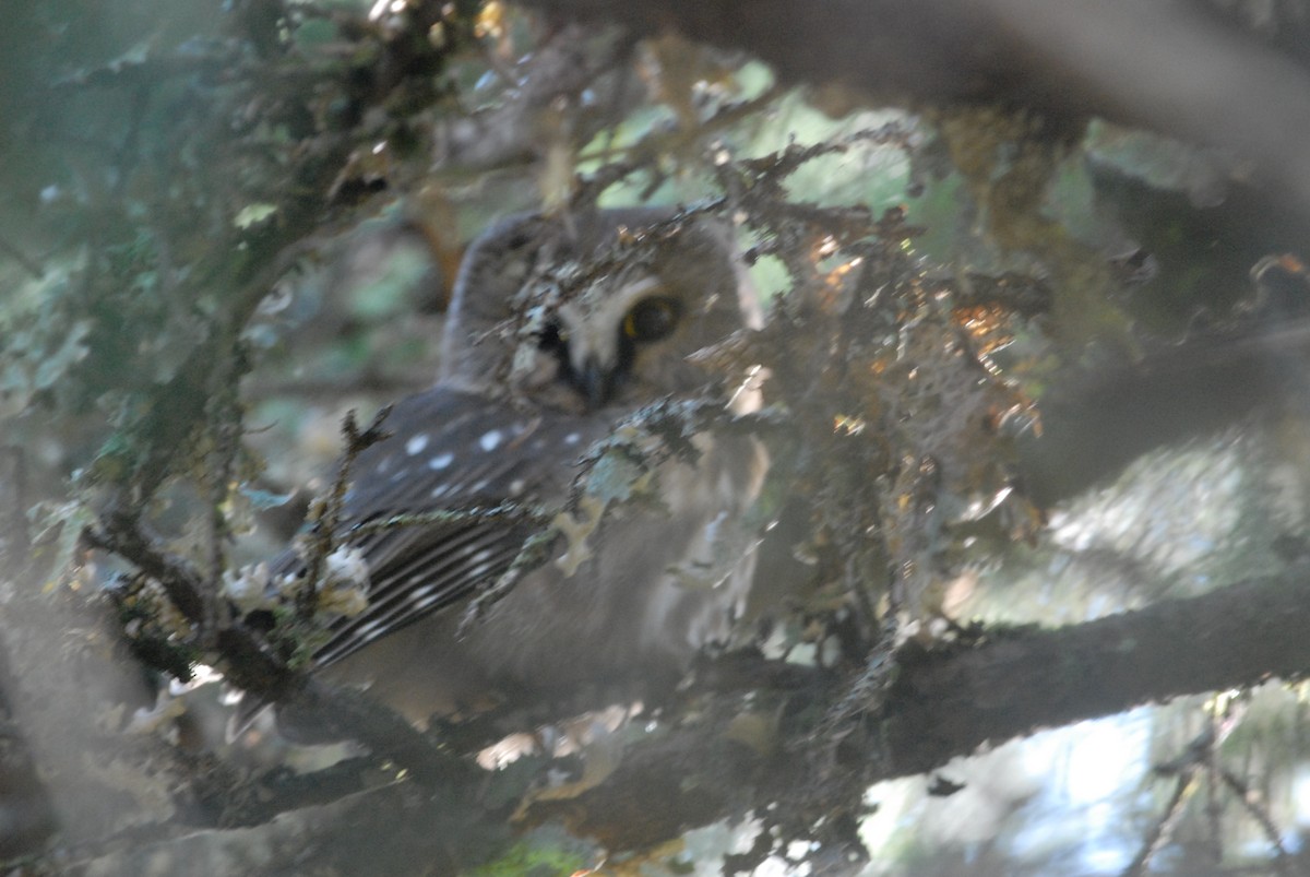 Northern Saw-whet Owl - Cameron Eckert