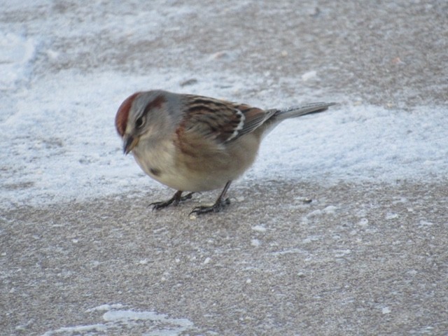 American Tree Sparrow - ML132645871