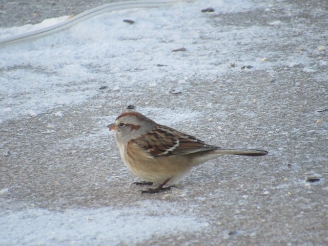 American Tree Sparrow - ML132645891