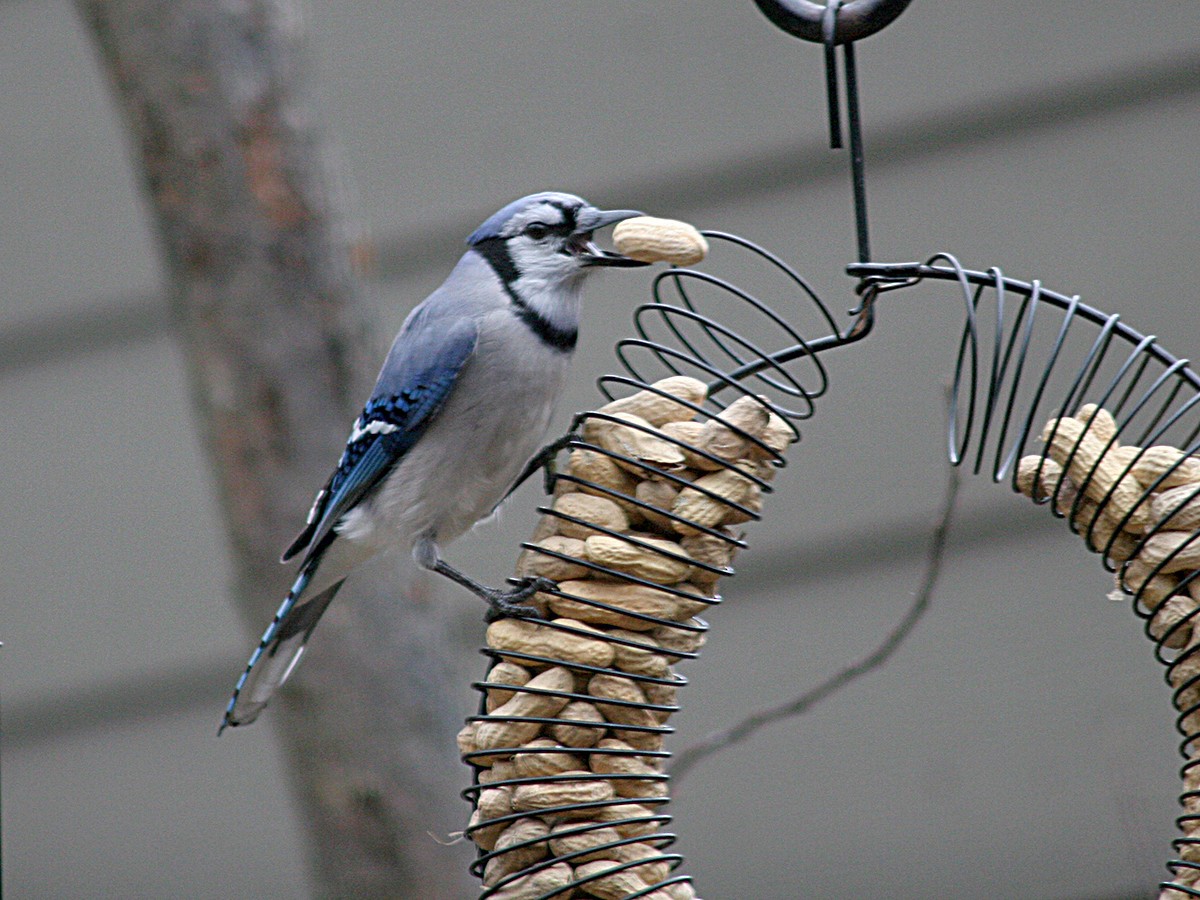 Blue Jay - Sherry Plessner