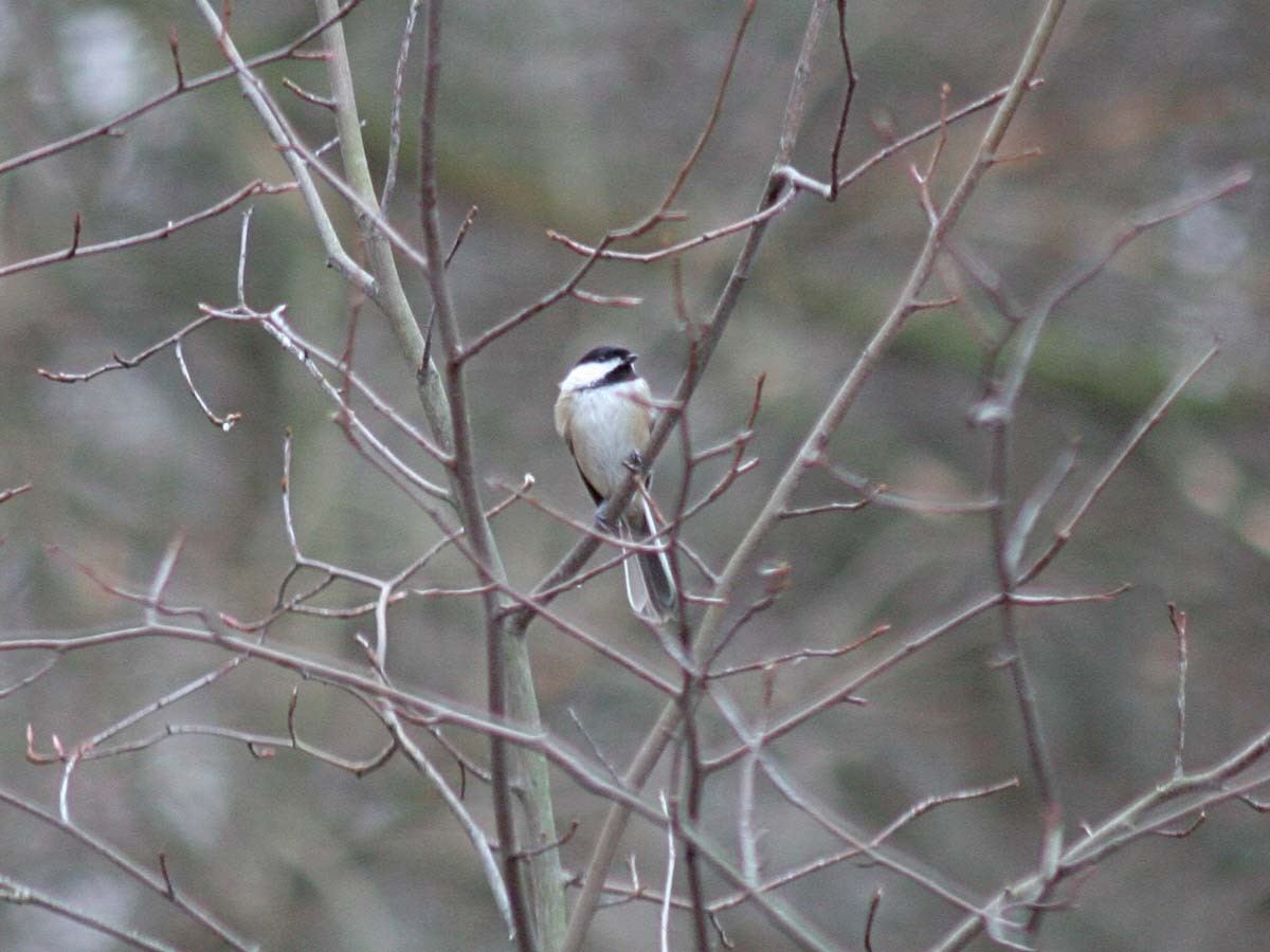 Black-capped Chickadee - ML132646821