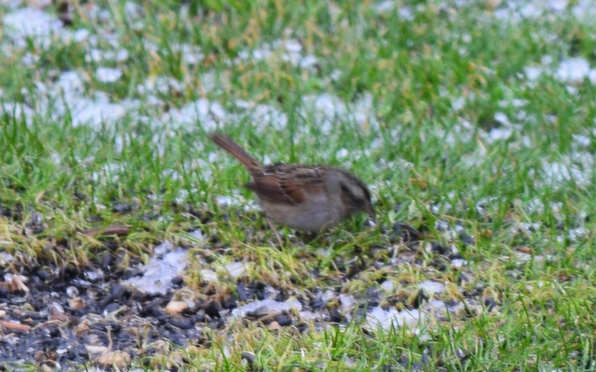 Swamp Sparrow - ML132647291