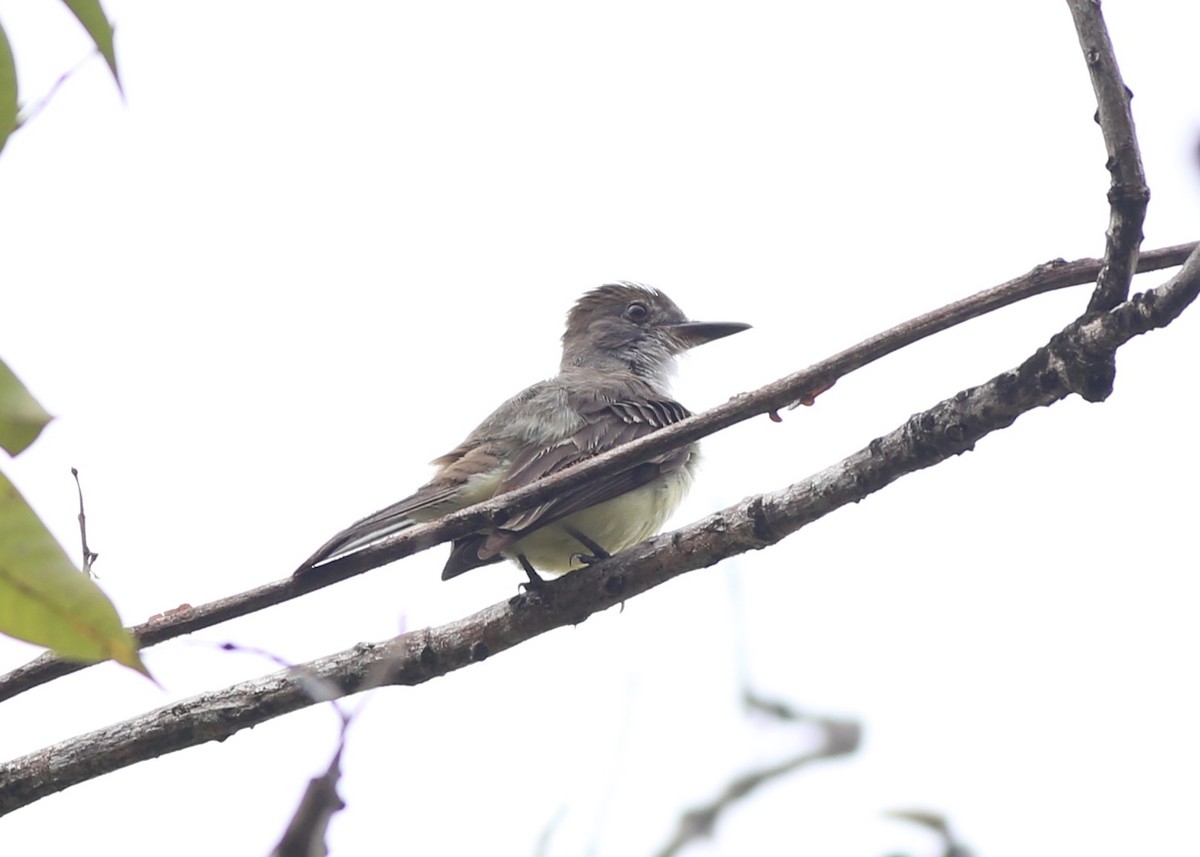 Brown-crested Flycatcher - Alan Kneidel