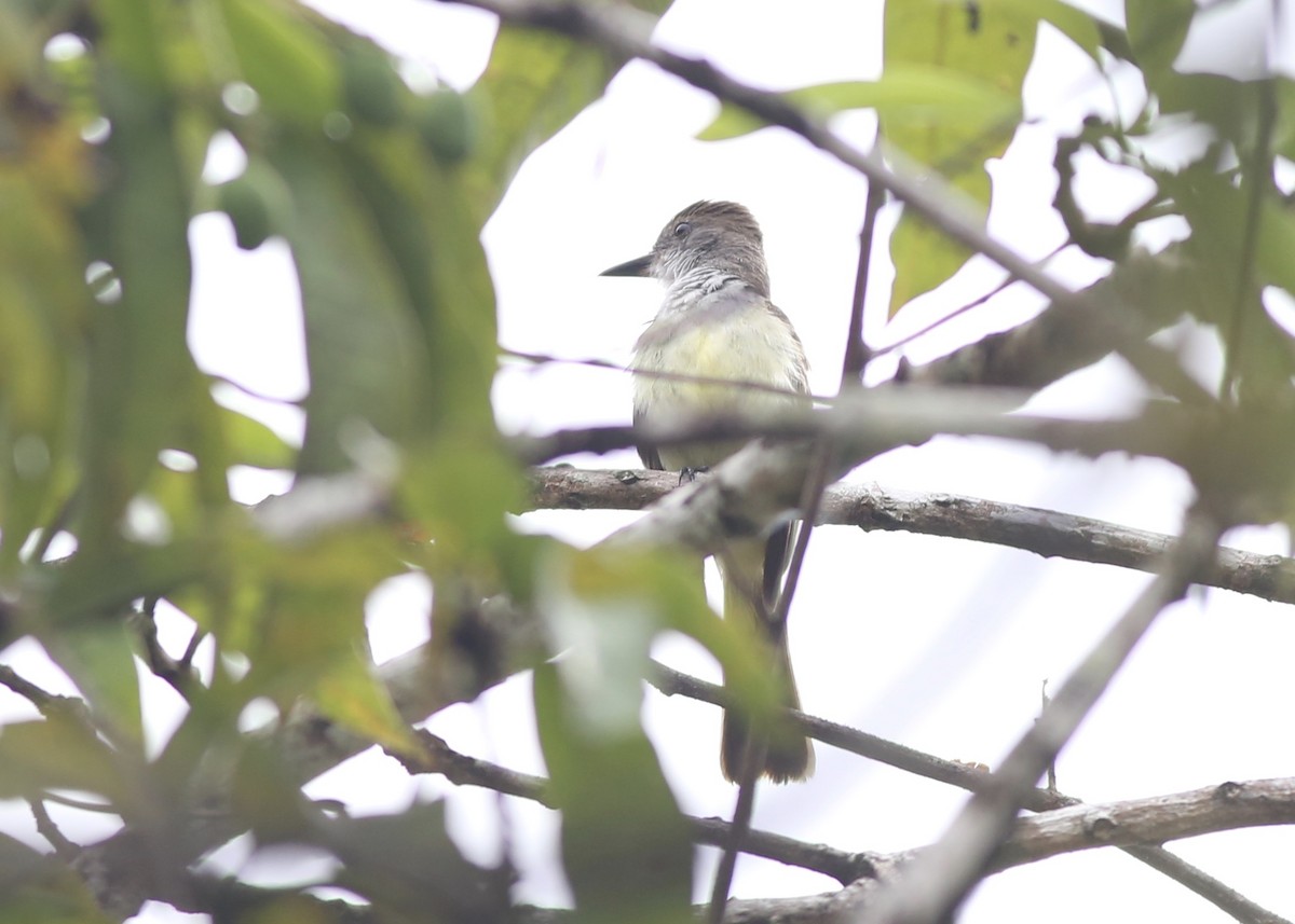 Brown-crested Flycatcher - ML132649371