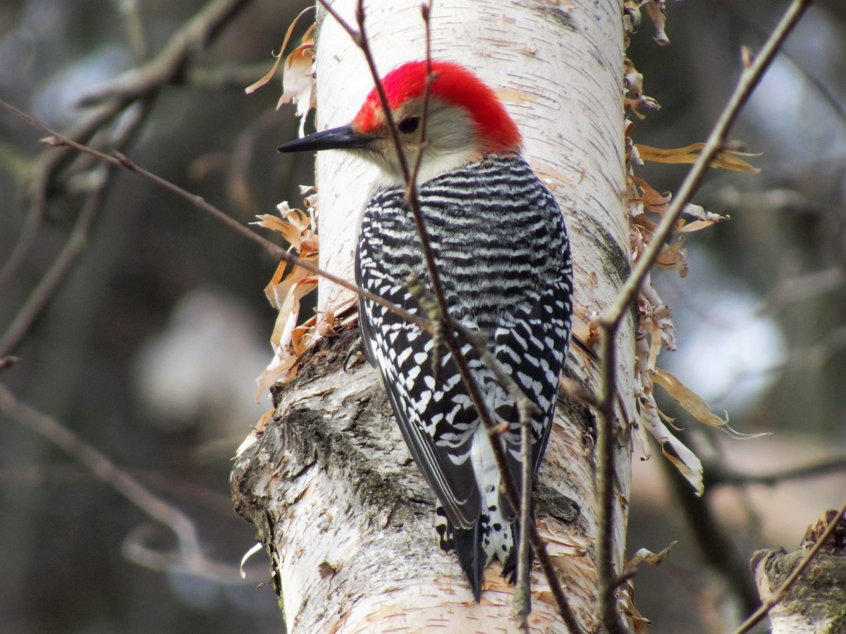 Red-bellied Woodpecker - shael steinberg