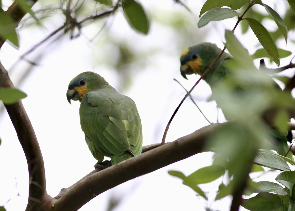 Orange-winged Parrot - Alan Kneidel