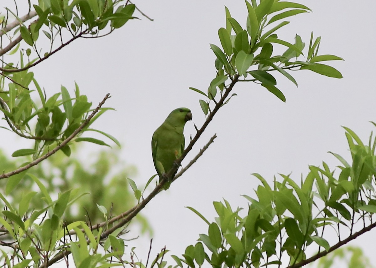 Short-tailed Parrot - Alan Kneidel