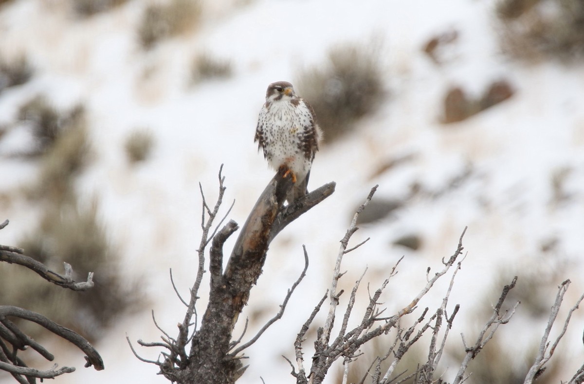 Prairie Falcon - ML132650981