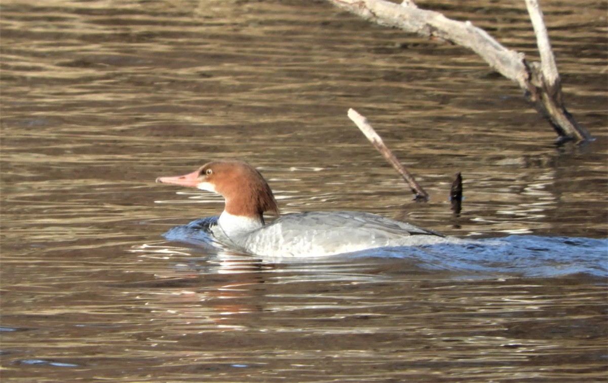 Common Merganser - Faye Dion