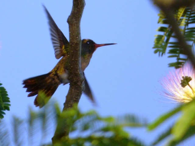Gilded Hummingbird - ML132651421
