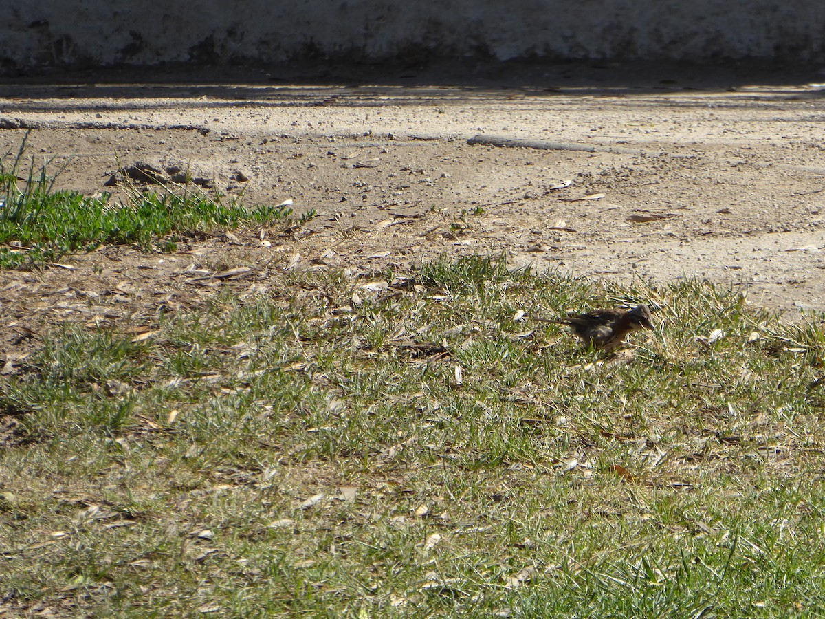 Rufous-collared Sparrow - ML132651551