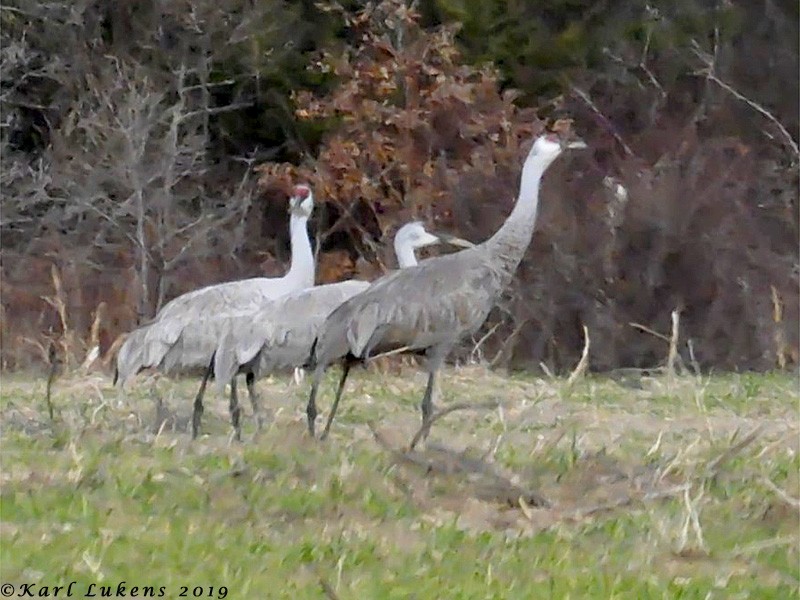 Grulla Canadiense - ML132652141