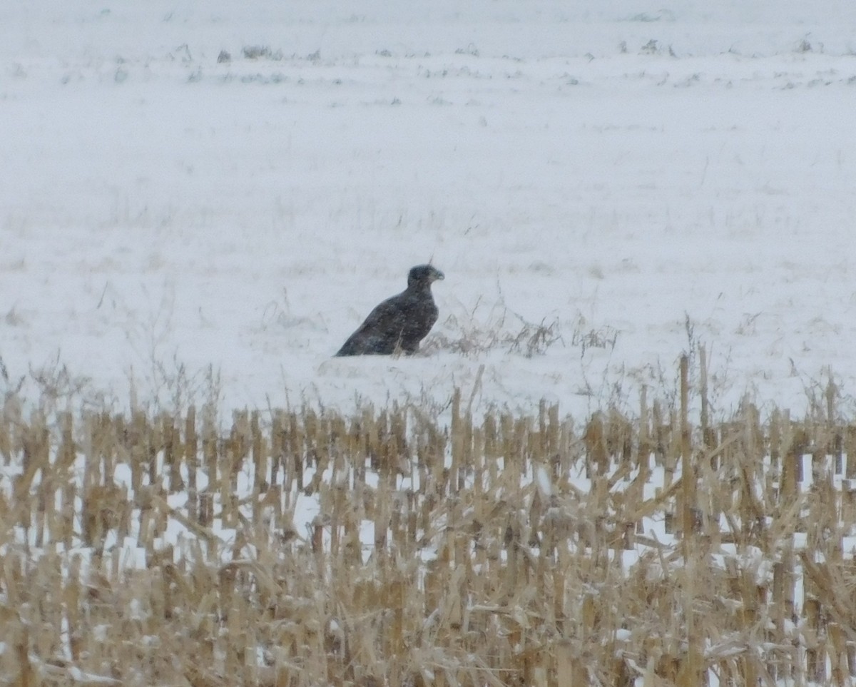 Bald Eagle - ML132653051