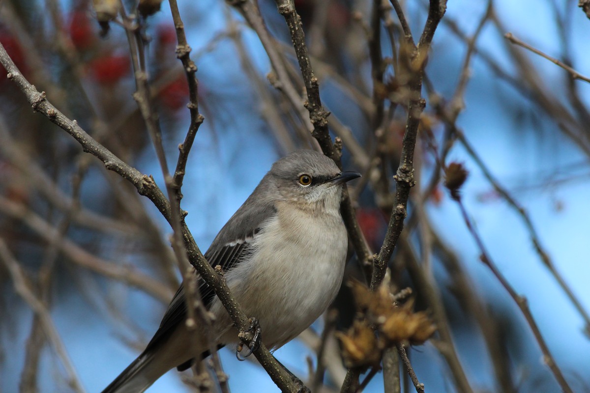 Northern Mockingbird - ML132653061